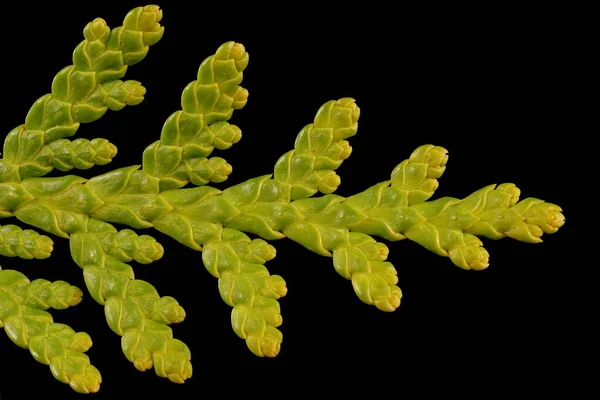 Северный Белый Кедр Thuja Occidentalis Листья Соцветия — стоковое фото