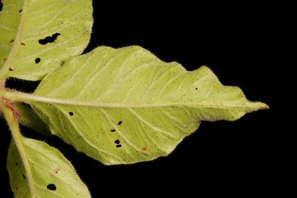 Dotted Loosestrife Lysimachia Punctata Лист Крупным Планом — стоковое фото