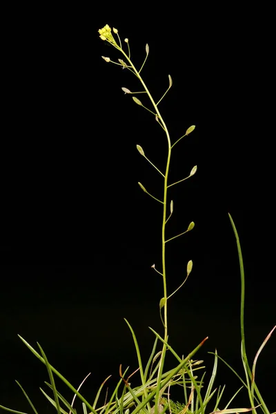 Vitgräs Draba Nemorosa Växtplats — Stockfoto