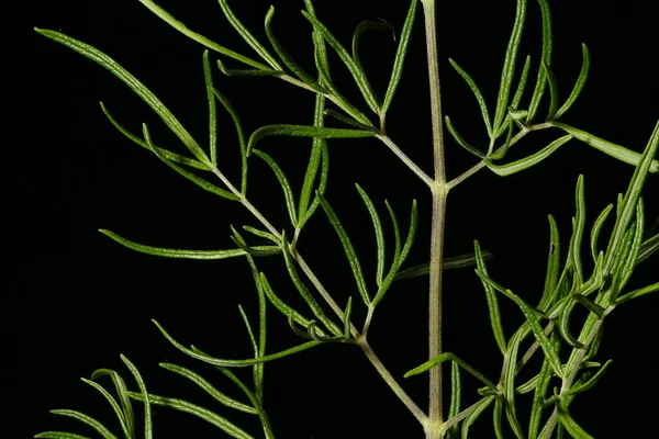 Brilhante Meadow Rue Thalictrum Lucidum Detalhe Folha Fechar — Fotografia de Stock