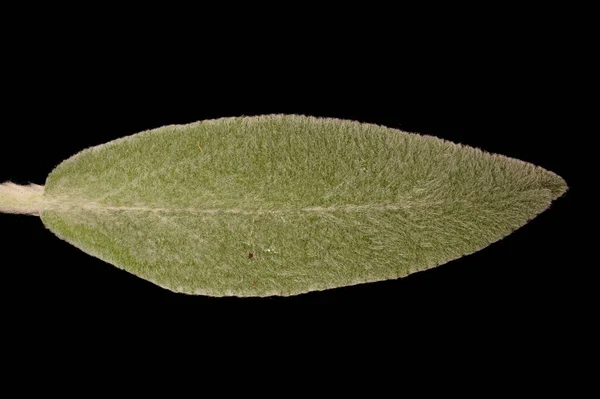 Lamb Apos Ear Stachys Byzantina Leaf Closeup — Stock Photo, Image