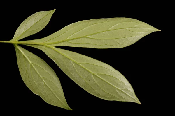 Chinesische Pfingstrose Paeonia Lactiflora Blatt Nahaufnahme — Stockfoto