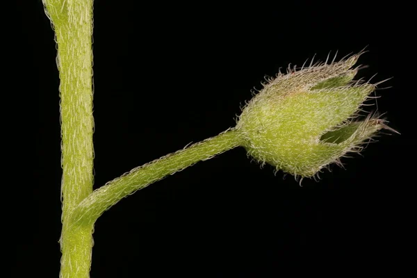 Wood Forget Myosotis Sylvatica Calyx Closeup — Fotografia de Stock