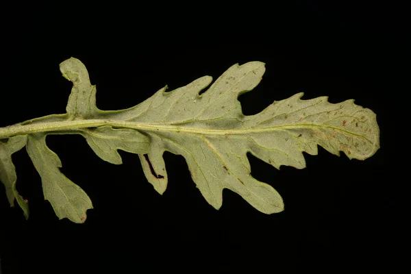 Vanliga Ragwort Senecio Jacobaea Bladnärbild — Stockfoto