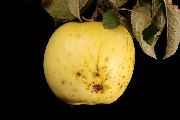 Яблоко Malus Domestica Фруктовая Каша — стоковое фото