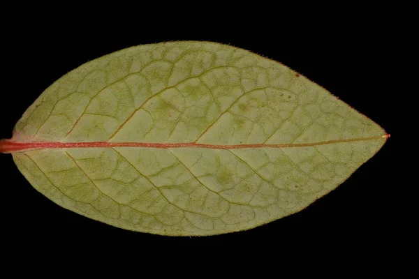 블루베리 Vaccinium Corymbosum 클로즈업 — 스톡 사진