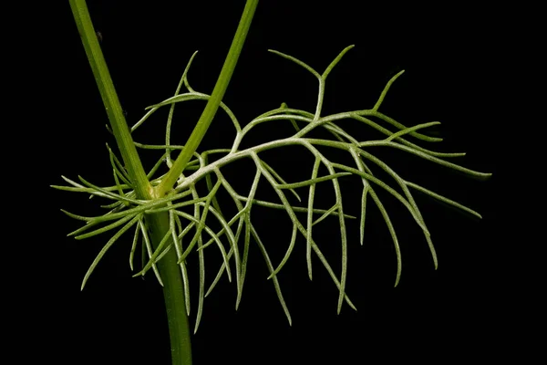 Illattalan Mayweed Tripleurospermum Inodorum Levél Közelkép — Stock Fotó