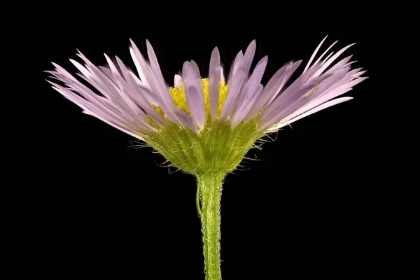 Magas Bolha Erigeron Annuus Capitulum Közelkép — Stock Fotó