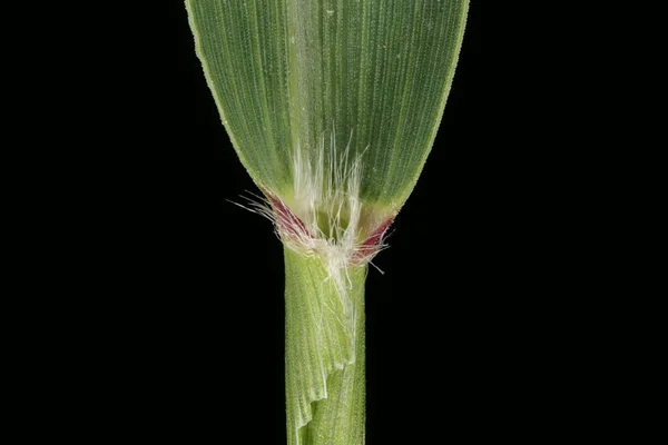 Green Bristle Grass Setaria Viridis Ligule Closeup — Stock fotografie