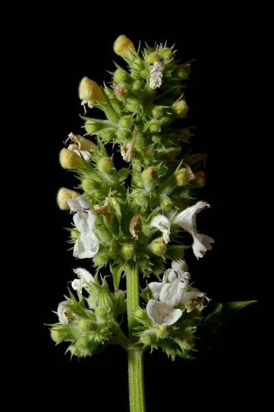 Gato Hortelã Nepeta Cataria Inflorescência Closeup — Fotografia de Stock