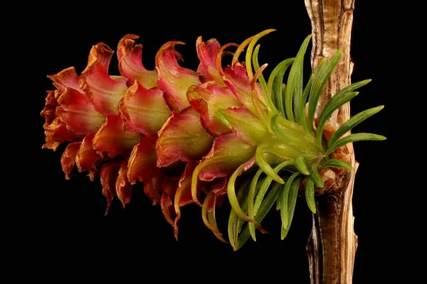 Avrupa tarlakuşu (Larix desidua). Genç Tohum Konisi Kapanışı