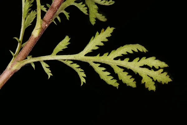 黄色のカモミール コタティントリア 葉の閉まり — ストック写真