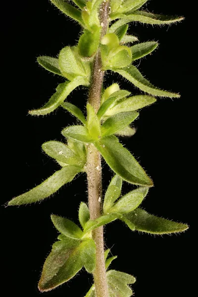 Wall Speedwell Veronica Arvensis Stjälk Och Blad Närbild — Stockfoto