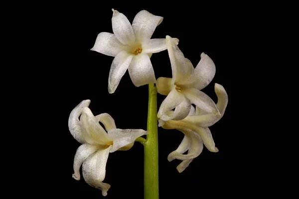 Jácintban Hyacinthus Orientalis Infloreszcencia Részletezése Szoros Szemle — Stock Fotó