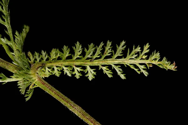 Yarrow Achillea Millefolium Leaf Closeup — Stock Photo, Image