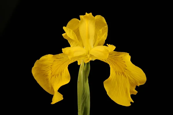 Iris Amarillo Iris Pseudacorus Primer Plano Flor —  Fotos de Stock