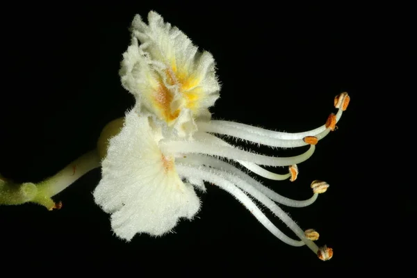 Kasztan Aesculus Hippocastanum Kwiat Zbliżenie — Zdjęcie stockowe