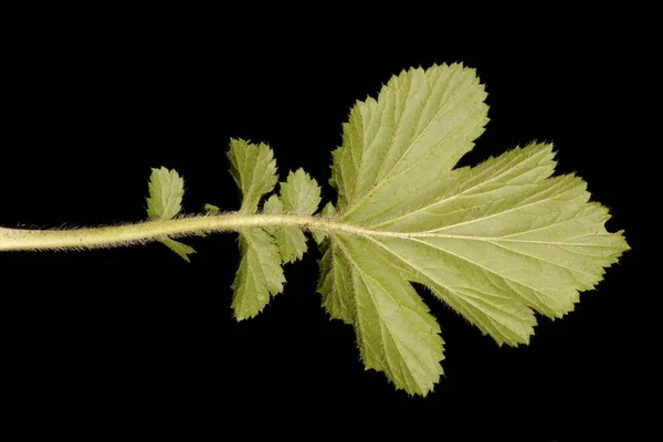 Eastern Avens Geum Aleppicum Primeros Planos Hoja — Foto de Stock