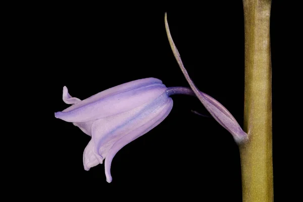 Bluebell Híbrido Hyacinthoides Massartiana Fecho Flor — Fotografia de Stock