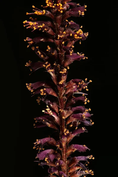 Sivatagi Hamis Indigó Amorpha Fruticosa Infloreszcencia Közeli — Stock Fotó