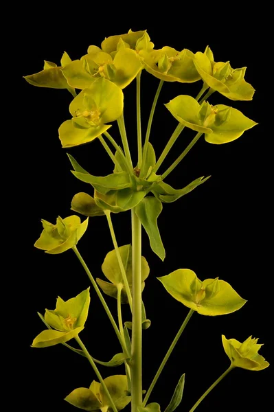 Espurga Folhosa Euphorbia Virgata Inflorescência Closeup — Fotografia de Stock