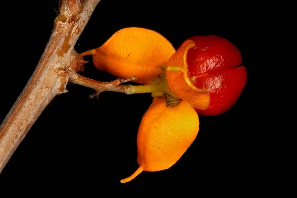 Asa Vine (Celastrus orbiculatus). Meyve Kapanışı