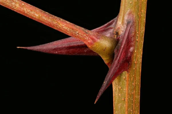 False Acacia Robinia Pseudoacia Розкриття Шипів — стокове фото