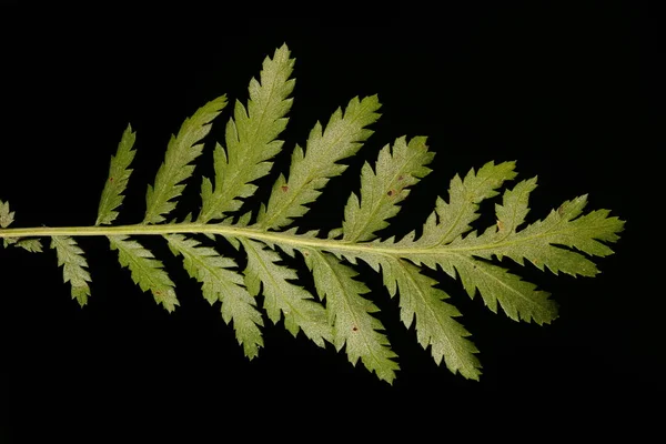 Tansy Tanacetum Vulgare Primeros Planos Hoja — Foto de Stock