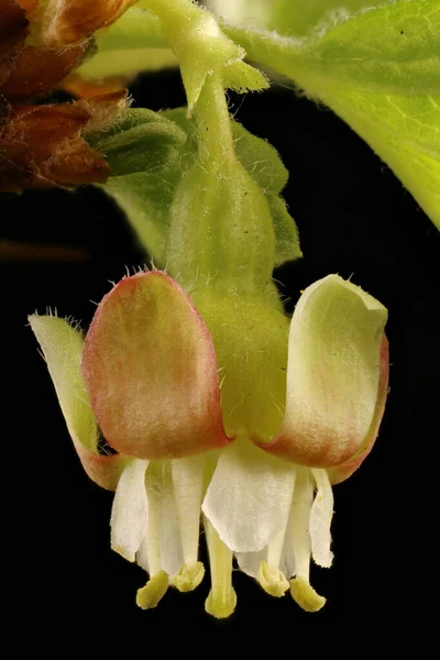 Groselha Espinhosa Ribes Uva Crispa Fecho Flor — Fotografia de Stock