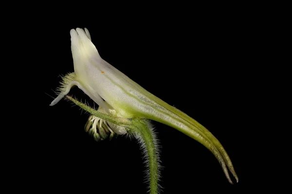 Delphinium Delphinium Cultorum Inner Perianth Segments Closeup — Stock Photo, Image