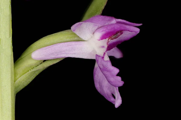 Orchidea Maculata Del Baltico Dactylorhiza Baltica Primo Piano Fiore — Foto Stock