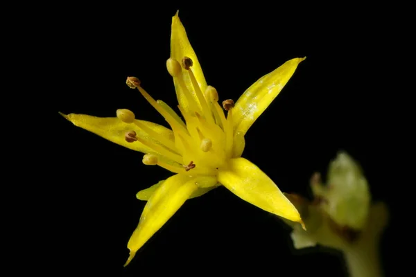 Kamchatka Stonecrop Sedum Kamtschaticum Fecho Flor — Fotografia de Stock