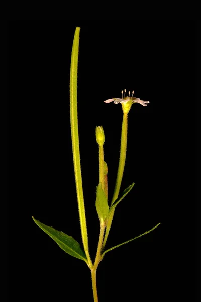 Marsh Willowherb Epilobium Palustre Inflorescence Closeup — Stock Photo, Image