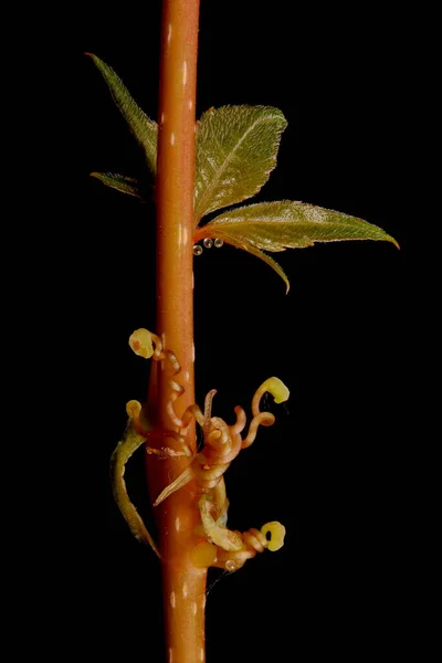 Virginia Creeper Parthenocissus Quinquefolia Tallo Tendones Primer Plano —  Fotos de Stock