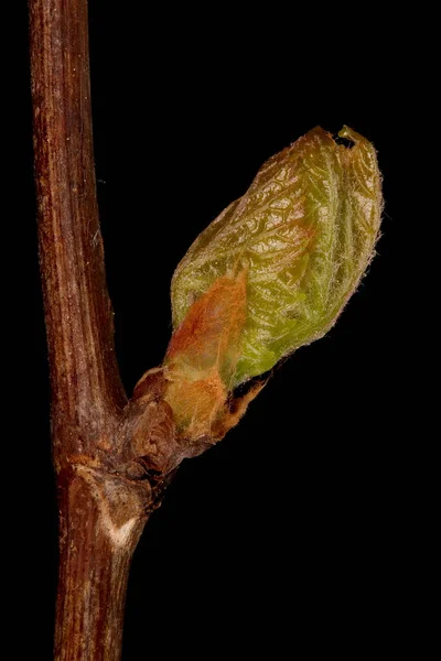 Ufertraube Vitis Riparia Nahaufnahme Von Blattknospen — Stockfoto