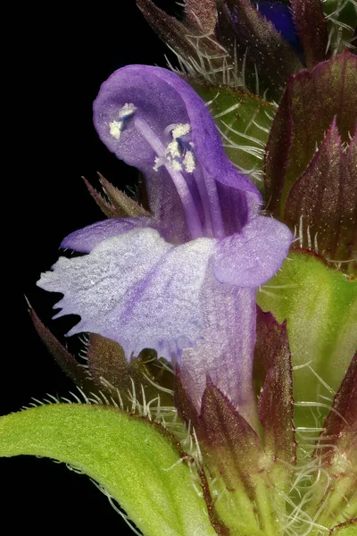 Självläkande Prunella Vulgaris Blomma Närbild — Stockfoto