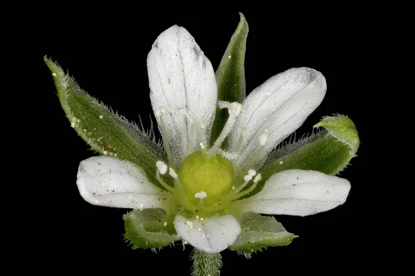 Arenisca Tres Nervios Moehringia Trinervia Primer Plano Flor — Foto de Stock