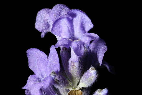 Engelska Lavendel Lavandula Angustifolia Blomstã Llning Detalj Närbild — Stockfoto