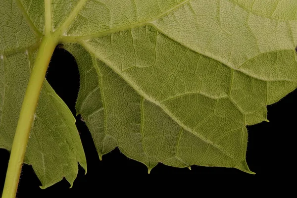 Riverbank Grape Vitis Riparia Leaf Base Closeup — Stock Photo, Image