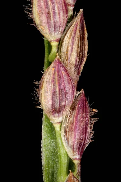 Smooth Finger Grass Digitaria Ischaemum Spikelets Närbild — Stockfoto