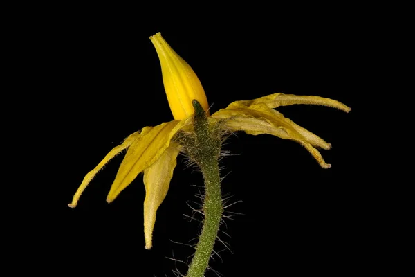 Tomat Lycopersicon Esculentum Blomma Närbild — Stockfoto