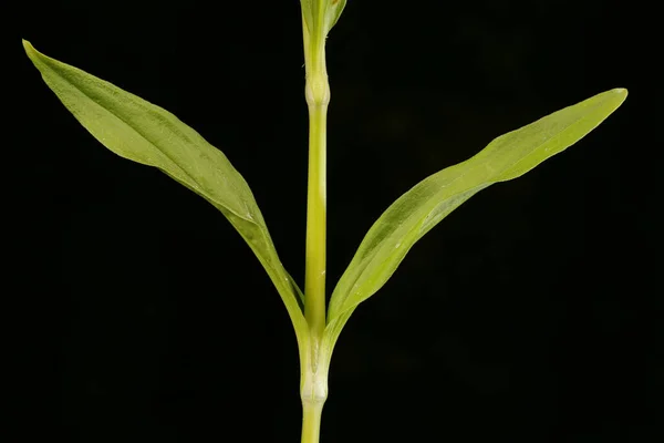 Sweet William Dianthus Barbatus Haste Folhas Closeup — Fotografia de Stock
