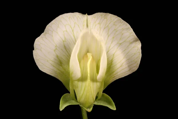 Groch Ogrodowy Pisum Sativum Kwiat Zbliżenie — Zdjęcie stockowe