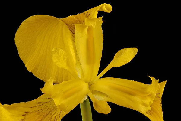 Żółta Tęczówka Iris Pseudacorus Kwiat Szczegół Zbliżenie — Zdjęcie stockowe