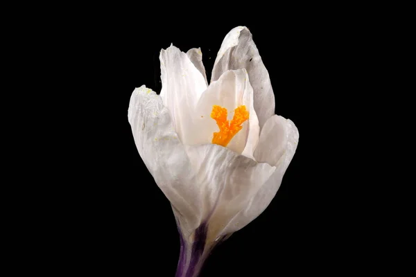 Spring Crocus Crocus Vernus Flower Closeup — Stock Photo, Image