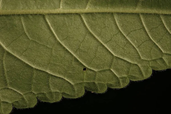 Betony Stachys Officinalis Leaf Detail Closeup — Stock Photo, Image