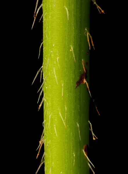 Buntnessel Galeopsis Bifida Stammzellen Nahaufnahme — Stockfoto