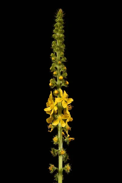 Agrimonia Agrimonia Eupatoria Inflorescencia Primer Plano —  Fotos de Stock