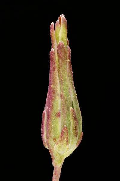 Lechuga Espinosa Lactuca Serriola Capituum Primer Plano — Foto de Stock