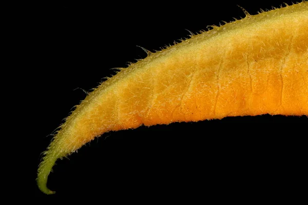 Médula Cucurbita Pepo Primer Plano Punta Del Pétalo —  Fotos de Stock